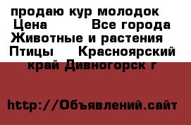 продаю кур молодок. › Цена ­ 320 - Все города Животные и растения » Птицы   . Красноярский край,Дивногорск г.